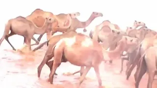 heestii gabagabada ee hure iyo cambaro deegaan qurxoon