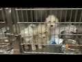 Man Accused Of Selling Sick Dogs To SoCal Families