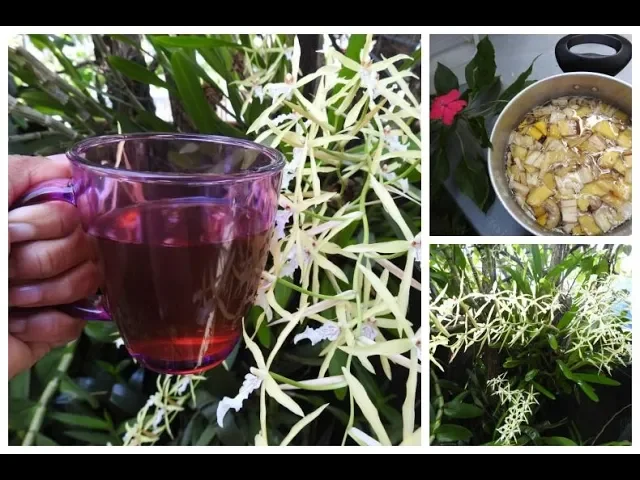 ESTE CHÁ FAZ FLORESCER EM DOBRO # CHÁ DA CASCA DA BANANA# ADUBAÇÃO ORGÂNICA# ORQUÍDEAS