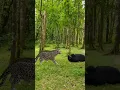 Download Lagu leopard attack,🐆🐆 #136 #wildlife #viral #vfx #shorts