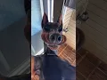 Download Lagu Funny dog 🤣🤣🤣 #fails #cute #videos