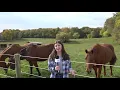 Weather and Horses