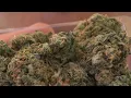 BLUE DREAM IS NOSTALGIC