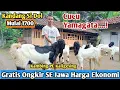1700...!! GRATIS ONGKIR SE JAWA KAMBING PE KALIGESING #hargakambing#kambingpe
