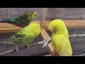 Download Lagu 11 Jam Bantu Parkit yang Tenang Bernyanyi dengan Memainkan Ini, Parkit Lucu Berkicau. Kurangi Stres Burung yang Kesepian