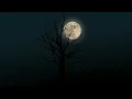 Lilac - Singing to the Moon | Aesthetic Music | Chill Beats | Lo Fi Music