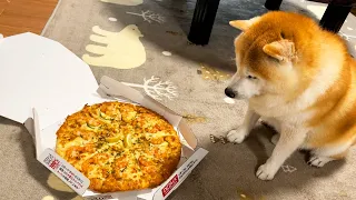 ピザーラをお届けされる柴犬