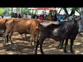 Download Lagu 2 Ekor 15 juta !! Babon Kurus Murah Banget Tapi Gak Laku !! Pasar Sapi Jatirogo 