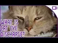 Cat Eye Discharge - What is it and when should you see a vet