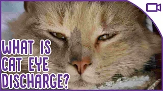 Cat Eye Discharge - What is it and when should you see a vet