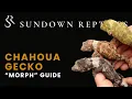 Chahoua Gecko Morphs Traits and Phenotypes