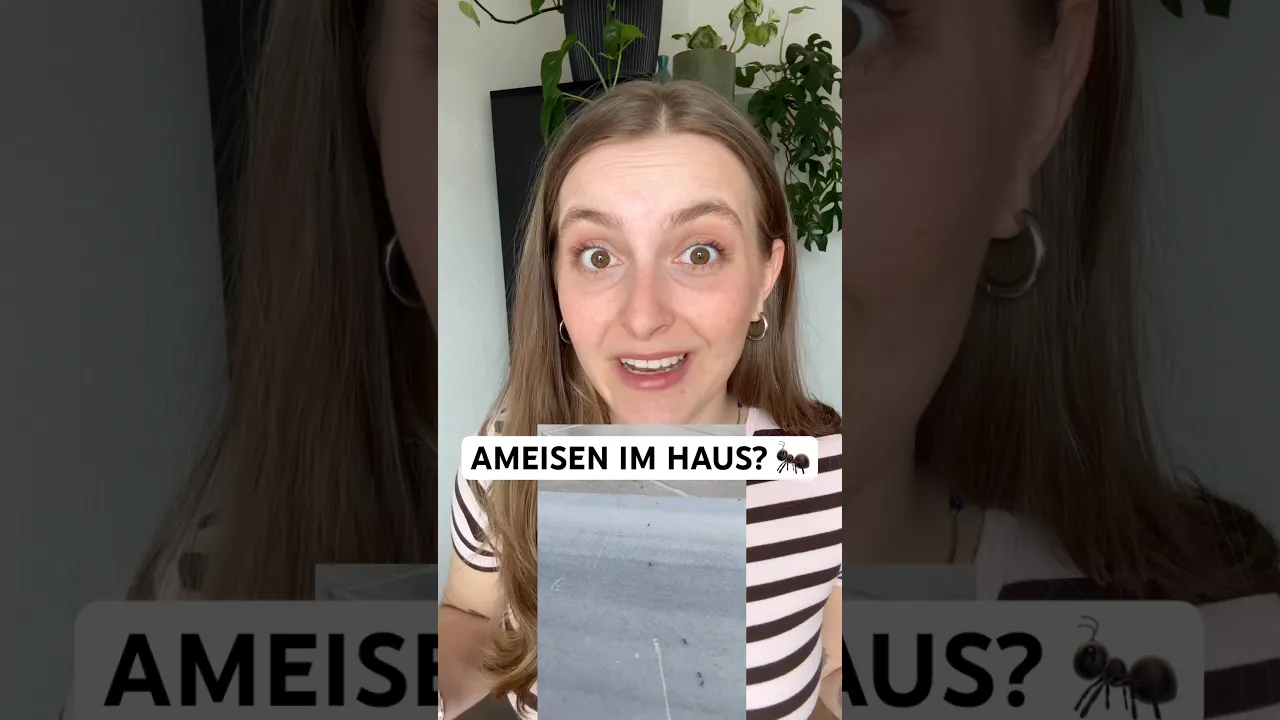Ameisen in Küche & Garten: Warum sie immer wiederkommen & wie du sie richtig loswirst! 🐜
