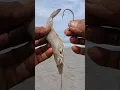 Download Lagu cara memasang umpan udang | mancing pasiran