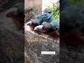 Download Lagu Anakan Burung Kadalan Birah