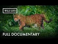 Colombia Where the Andes Meet the Amazon Wild Colombia Lost Eden Full Documentary