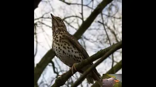 صوت سمن جديد بليل 2026 Syrianhunter3008 