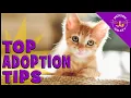 Everything you need to know before you adopt a cat