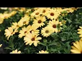 Cedar Rim Nursery 40th Anniversary