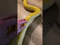 Pet snake loves scratches