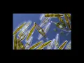 Download Lagu Diatom Navicula phyllepta gliding like a boat