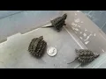 Alligator Snapping Turtle vs Common Snapping Turtle Hatchlings