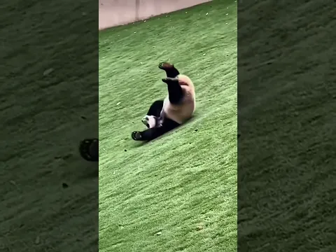 Funny panda video#Panda #FunnyVideo #CuteAnimals #ViralVideo