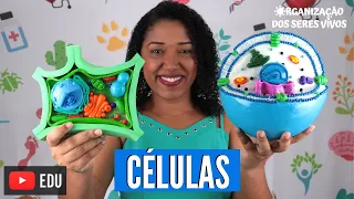 Aula Células: Tipos, características e microscópios Ep.3