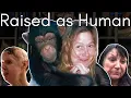 Imprisoned Drugged and Confused Travis the Chimp s Attack on Charla Nash
