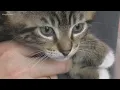 Kittens takeover Seattle Kitty Hall