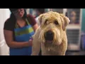 Nature s Pet Market in Salem Joins OregonSaves - Retirement Savings Program