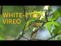 Download Lagu Burung Vireo Bermata Putih