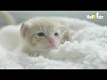 Murottal Quran Juz 30 Merdu dengan Video Kucing Lucu