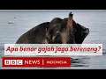 Download Lagu Gajah berenang 16 km di laut, apa benar gajah jago berenang? - BBC News Indonesia