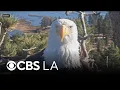 Big Bear bald eagle Jackie dies after lingering health issues