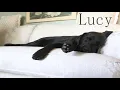 Our Labrador Rottweiler mix We Love Lucy