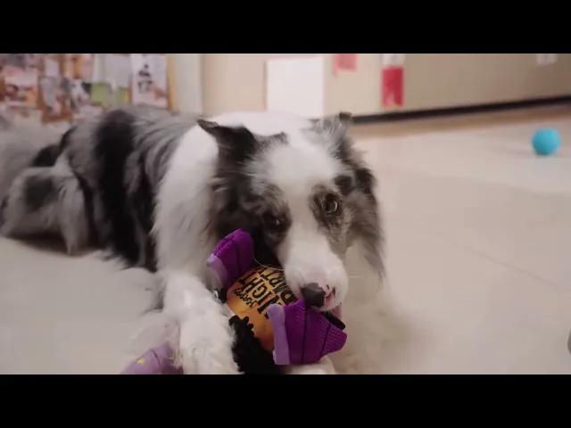 MOMOVIDA DT-3 ของเล่นสุนัขหูขยับได้ ซ่อน/จ่ายอาหารได้