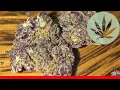 Grape God - All About This Strain