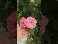 Download Lagu pink rose flower#happygardening #floweringplant #lovinggarden
