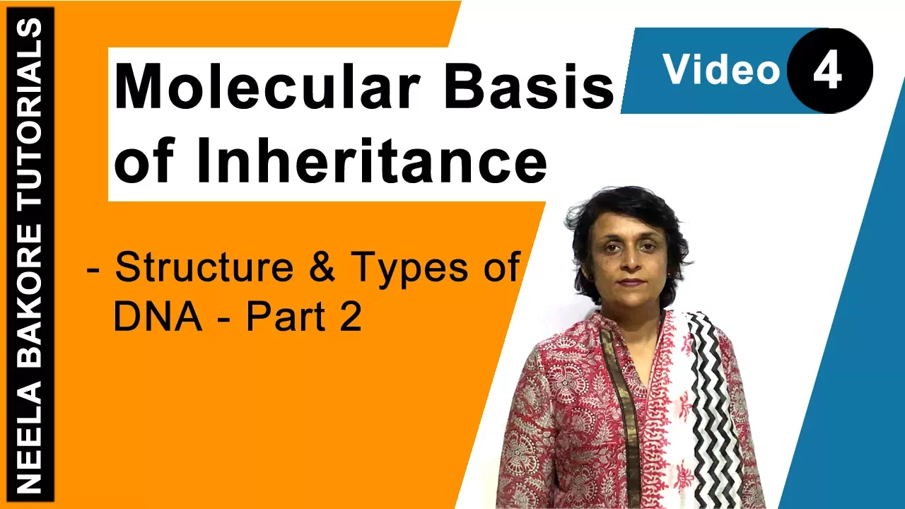 Molecular Basis of Inheritance | NEET | Structure & Types of DNA - Part 2 | Neela Bakore Tutorials