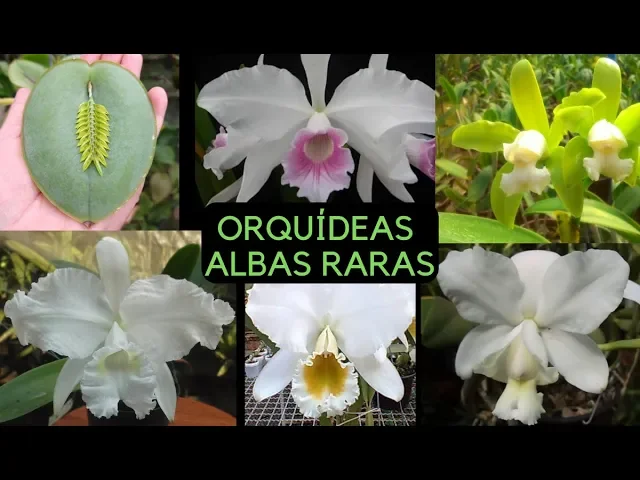 ORQUÍDEAS ALBAS PARA COLECIONADOR! E PHALAENOPSIS ESPÉCIE!