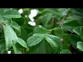 Franz Gordon - days of healing (piano with soft rain sound)