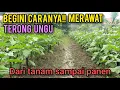Download Lagu Cara merawat terong ungu daei awal tanam hingga siap panen agar tumbuh subur dan berbuah lebat