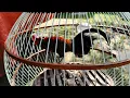 Download Lagu Suara Pikat Ayam Hutan Merah Jawa ( kasintu / Bakikuk )