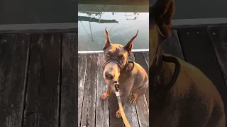 Please subscribe  .. #fypシ #Fyp #Dream #pets #doberman