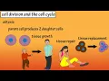 How Do Cells Divide - Phases Of Mitosis - Cell Division And The Cell Cycle - Cellular Division