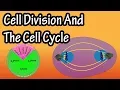 How Do Cells Divide - Phases Of Mitosis