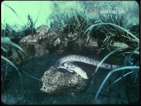 Una serpiente inofensiva. La culebra. (1914)