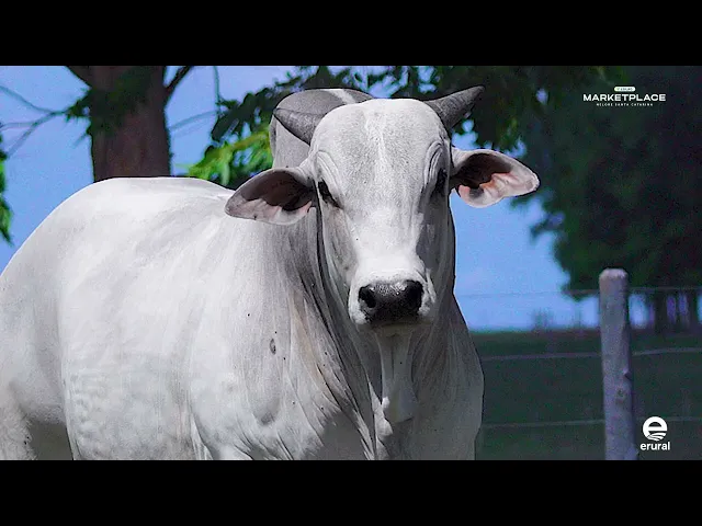 Touro Nelore MLML - 2057