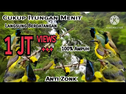 Download MP3 Suara Pikat Burung Sogok Ontong Ribut||Pikat Sogon Paling Ampuh||Sogon Susah Turun||100% Anti Zonk