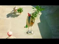 Pale Jay-The Garden [OFFICIAL VISUALIZER]